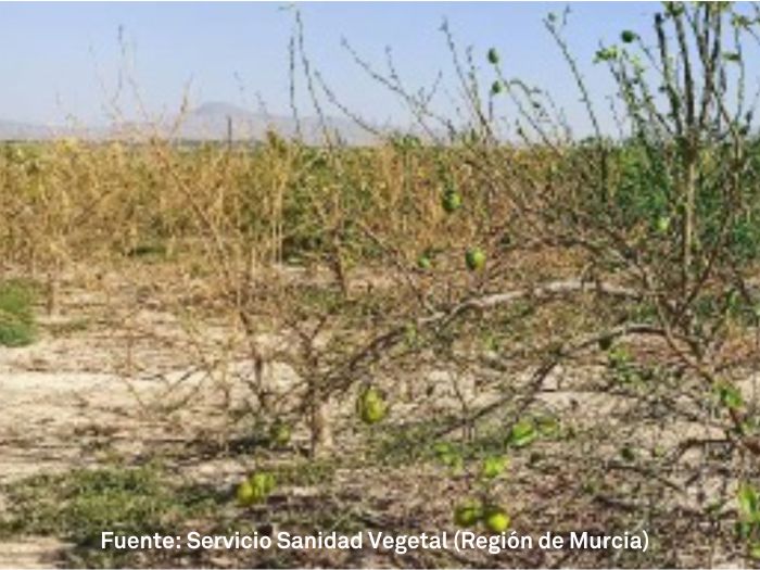El mal seco de los cítricos llega a Murcia