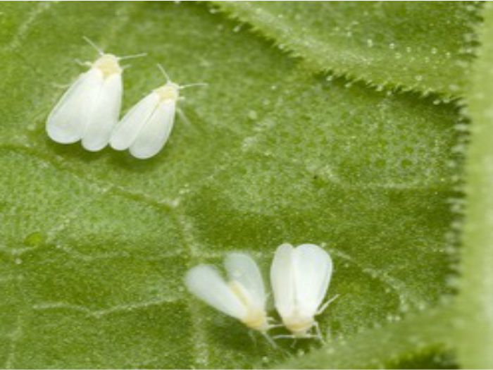 Mosca blanca más resistente a los mecanismos de defensa vegetales
