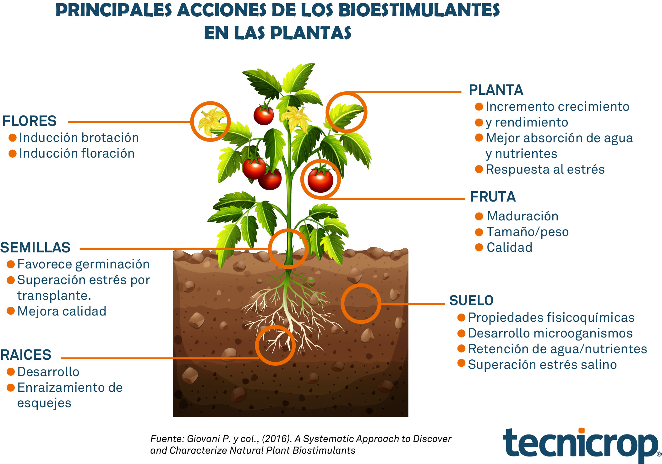 Misionero Insustituible diámetro Acciones y efectos de los biostimulantes en las plantas - Tecnicrop Ibérica  S.L.